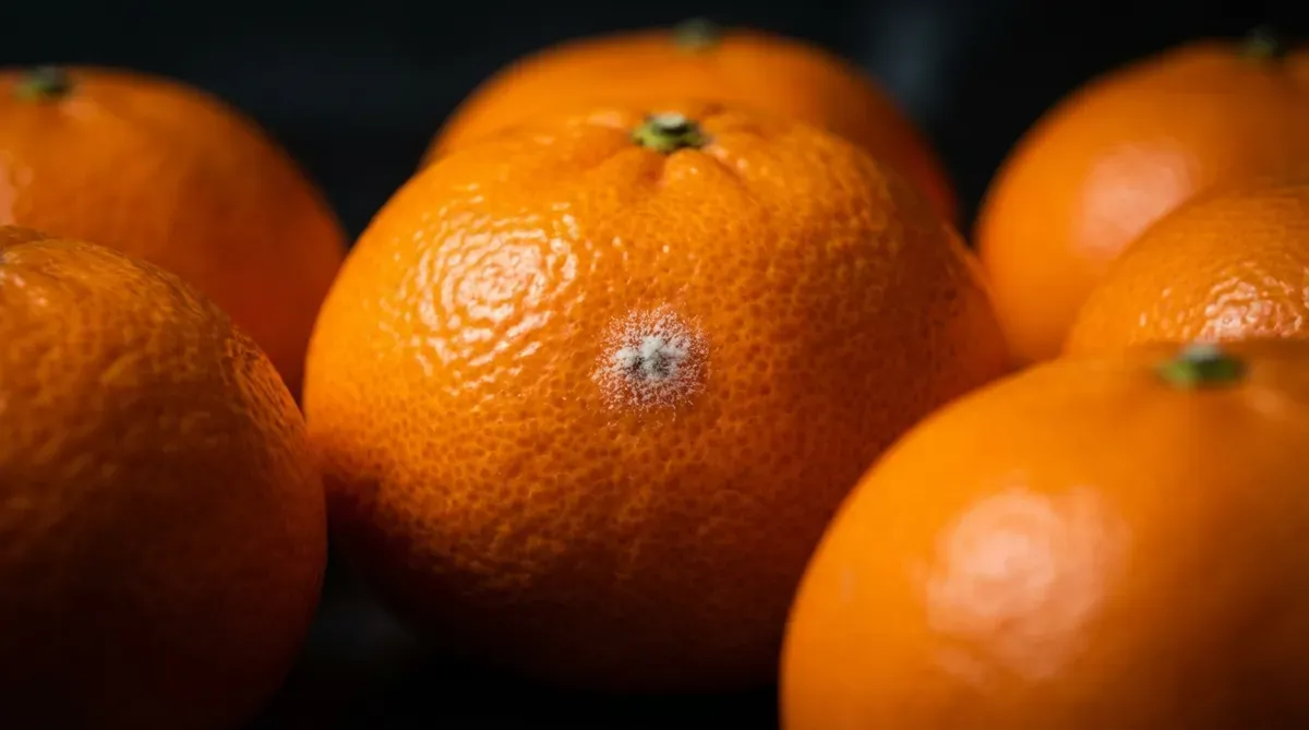 후기로 검증된 곰팡이 차단과 신품종 관리